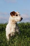 JACK RUSSEL 039